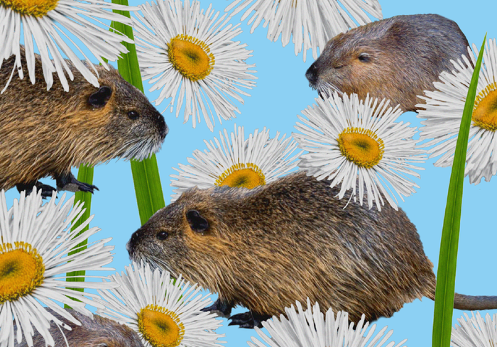 TC-habitatul-zonelor-umede-bizami-vs-nutrii