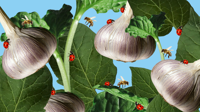 Grădini comunitare header image