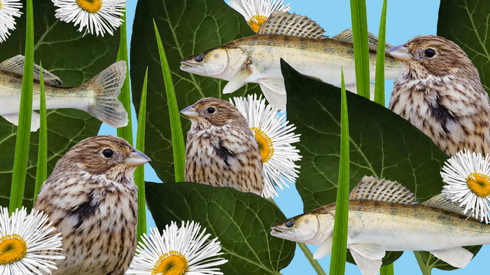 Habitatul zonelor umede header image